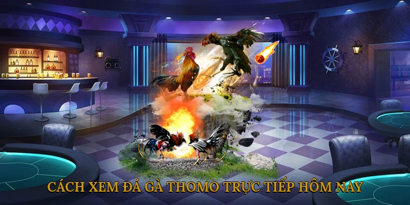 Cách xem đá gà Thomo trực tiếp hôm nay