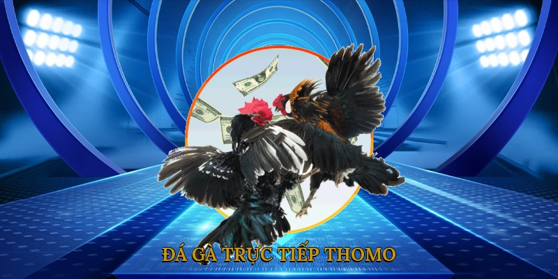 Đá Gà Trực Tiếp Thomo