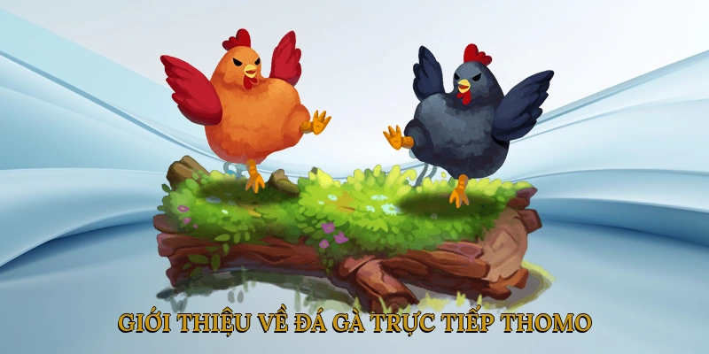Giới thiệu về đá gà trực tiếp Thomo