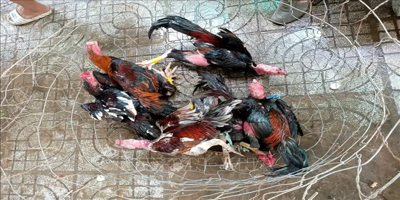 Cách tham gia đá gà 30jili