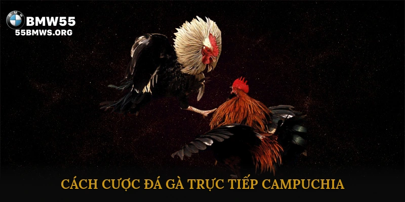 Cách Cược Đá Gà Trực Tiếp Campuchia