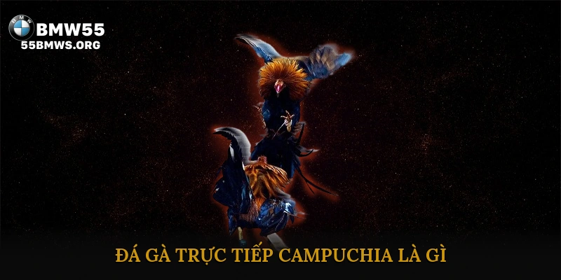 Đá Gà Trực Tiếp Campuchia Là Gì?