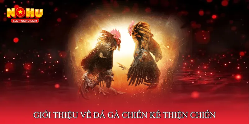 Giới Thiệu Về Đá Gà Chiến Kê Thiện Chiến