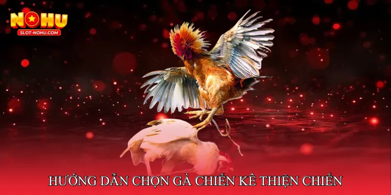Hướng Dẫn Chọn Gà Chiến Kê Thiện Chiến